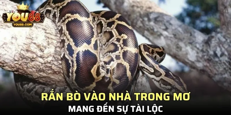 Nằm mơ thấy rắn bò vào nhà mang điềm tài lộc